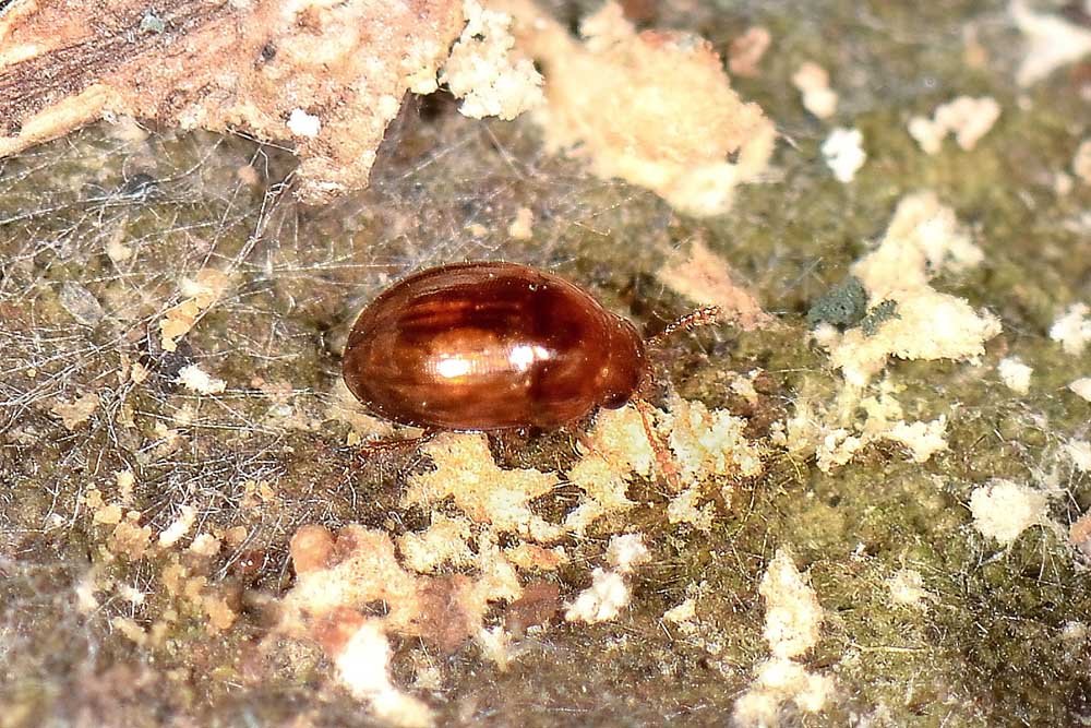 Leiodidae: Colenis sp.